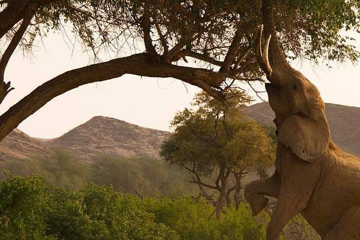 Chobe Day Safari from Victoria Falls: Boat Cruise and Open Jeep Game Drive photo 1