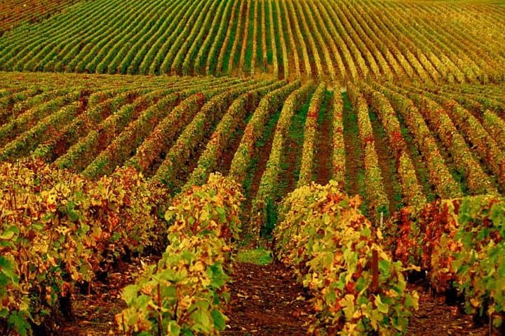 Exploring Santa Ynez Valley: An All-Inclusive Cupcake & Wine Tasting Tour photo 3