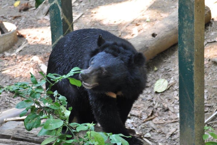 Visit Agra's Bear Rescue Center: Sloth Bears & Sur Sarovar Bird Sanctuary Tour