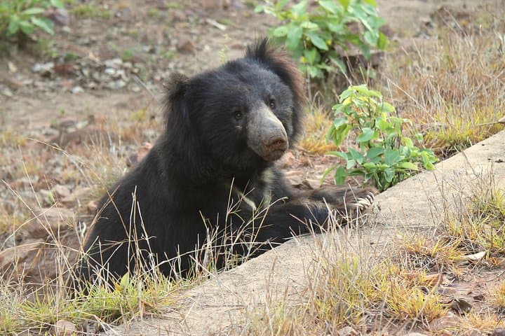 Visit Agra's Bear Rescue Center: Sloth Bears & Sur Sarovar Bird Sanctuary Tour photo 2