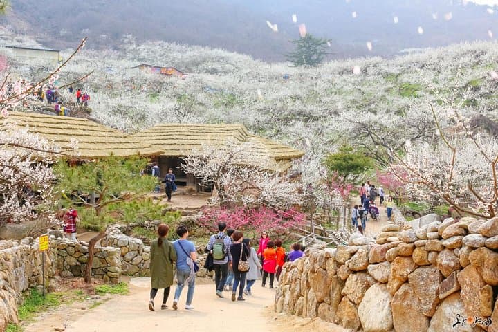 Seoul to Gwangyang Maehwa & Jeonju Hanok Village Day Trip — Plum Blossoms and Hanok Culture photo 2