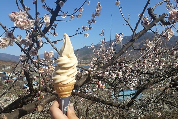 Seoul to Gwangyang Maehwa & Jeonju Hanok Village Day Trip — Plum Blossoms and Hanok Culture photo 6