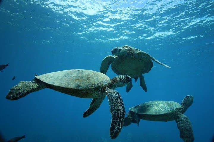 Turtle Canyon Snorkel and Diamond Head Sail from Waikiki