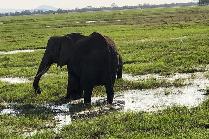 Four-Day Kenya Safari: Lake Nakuru & Maasai Mara Wildlife Experience photo 4
