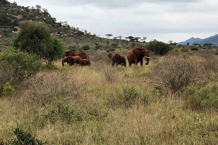 Four-Day Kenya Safari: Lake Nakuru & Maasai Mara Wildlife Experience photo 5