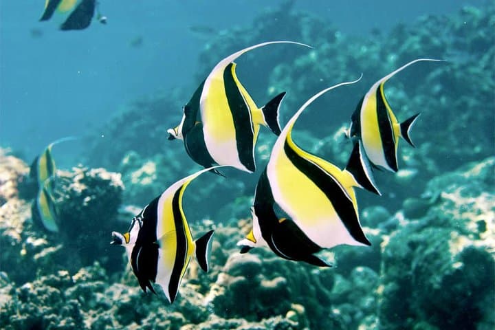 Dive Into the Splendor: Bali's Menjangan Island Snorkeling Adventure photo 5