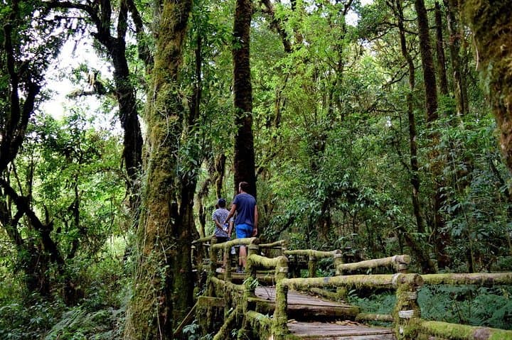 Doi Inthanon Day Tour — Peak Views, Twin Pagodas & Waterfall Walks