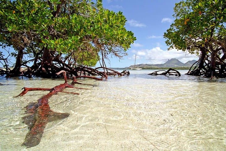 East Coast Catamaran Cruise to Ile aux Cerfs: Parasailing, Snorkel & BBQ Lunch photo 4