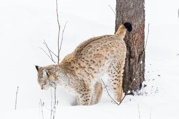 Ranua Zoo day trip from Rovaniemi: Arctic wildlife walk and transfer photo 3