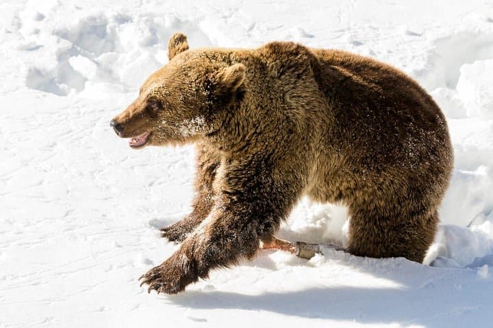 Ranua Zoo day trip from Rovaniemi: Arctic wildlife walk and transfer photo 4