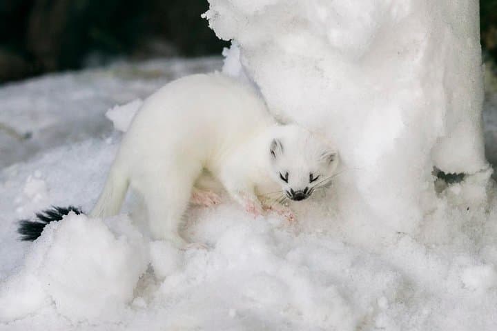 Ranua Zoo day trip from Rovaniemi: Arctic wildlife walk and transfer photo 5