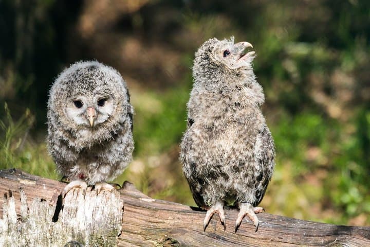 Ranua Zoo day trip from Rovaniemi: Arctic wildlife walk and transfer photo 6