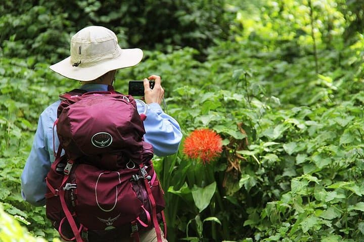 Mount Kilimanjaro Day Tour to Mandara Hut — Marangu Route from Arusha photo 5