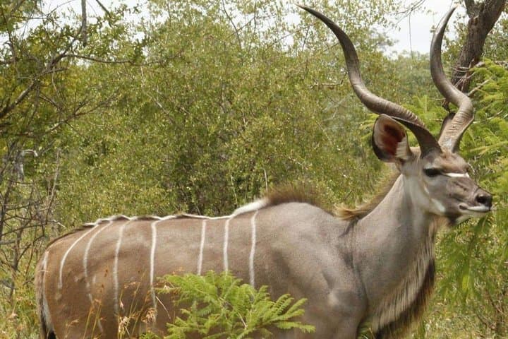 Tented Pilanesberg Safari: 2-Day Overnight from Johannesburg photo 5
