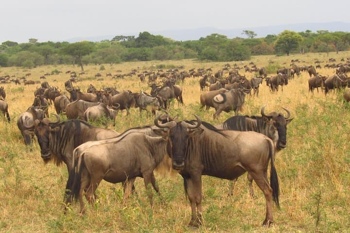 8-Day Kenya Safari Guide: Amboseli, Rift Valley Lakes & Masai Mara photo 3
