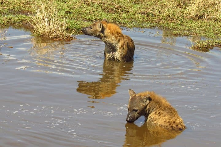 8-Day Kenya Safari Guide: Amboseli, Rift Valley Lakes & Masai Mara photo 4