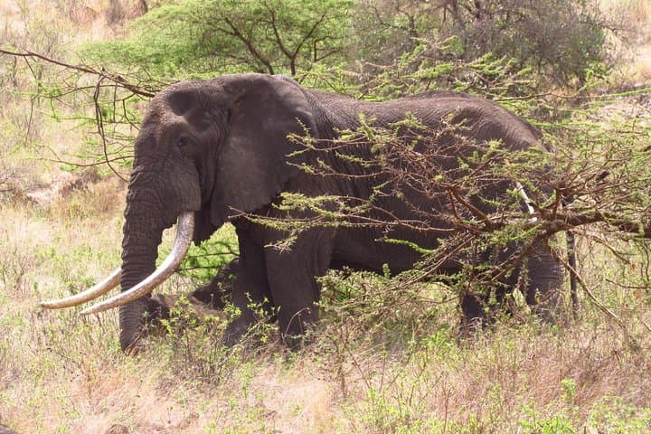 8-Day Kenya Safari Guide: Amboseli, Rift Valley Lakes & Masai Mara photo 5