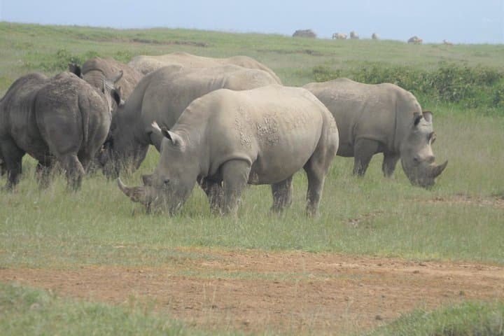 8-Day Kenya Safari Guide: Amboseli, Rift Valley Lakes & Masai Mara photo 6
