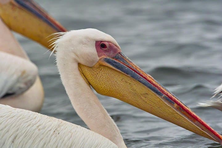 Walvis Bay Half-Day Tour: Climb Dune 7, Pelican Point & See Seals photo 5