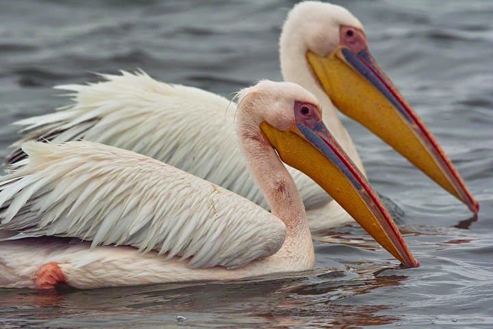Walvis Bay Half-Day Tour: Climb Dune 7, Pelican Point & See Seals photo 6