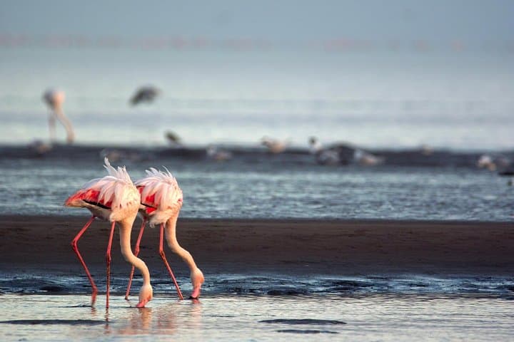 Walvis Bay Half-Day Tour: Climb Dune 7, Pelican Point & See Seals