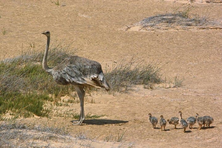 Sandwich Harbour Half-Day 4x4 Tour from Walvis Bay — Namib Desert Dunes & Lagoon photo 3