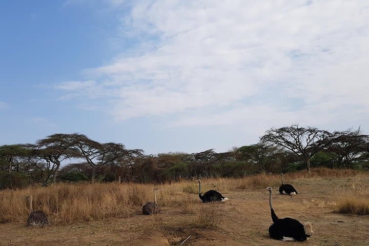2-Day Ethiopian Rift Valley Lakes Tour from Addis Ababa photo 4