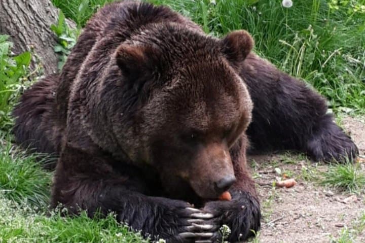 Private 2-Day Transylvania Tour from Bucharest — Peles, Bran, Bears & Snagov