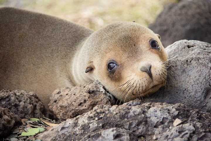 5-Day Galápagos Land Tour — San Cristóbal & Santa Cruz Wildlife, Snorkeling and Highlands photo 3