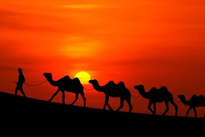 Sunset Camel Ride in Marrakech Palmeraie with Moroccan Tea photo 6