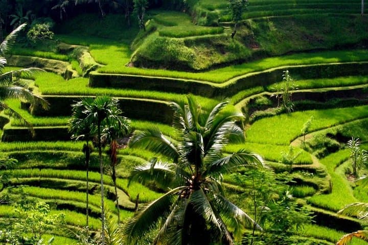 Full-Day Bali Shore Excursion: Ubud Temples, Tegalalang & Tegenungan Waterfall