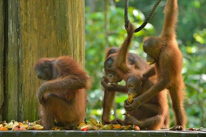 Sepilok & Labuk Bay Day Tour — Orangutans, Proboscis Monkeys and Sun Bears in Sandakan photo 2