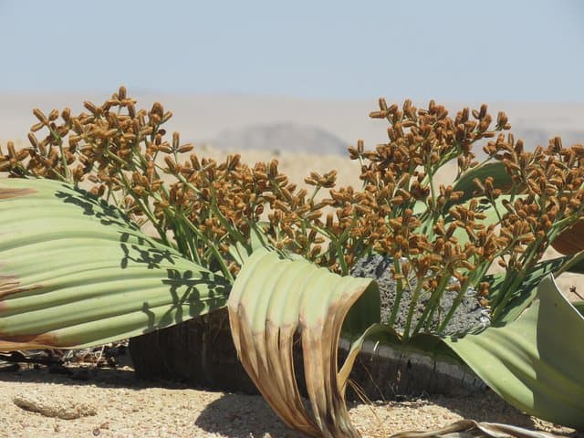 Moon Landscape and Ancient Welwitschia Day Tour from Swakopmund