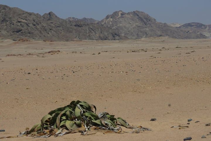 Moon Landscape and Ancient Welwitschia Day Tour from Swakopmund photo 2
