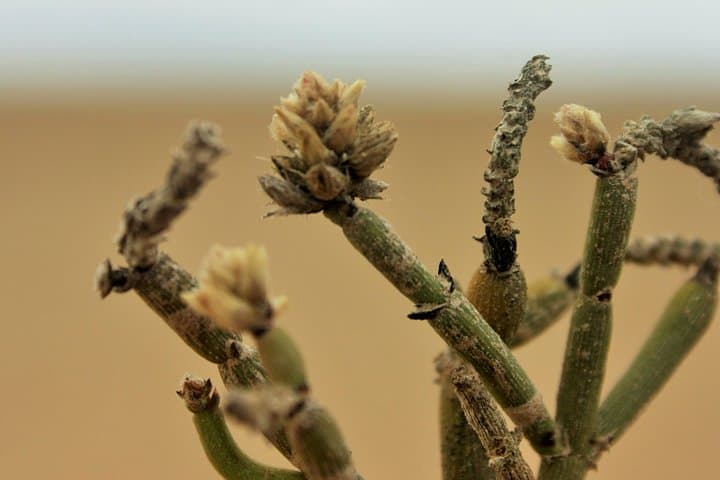 Moon Landscape and Ancient Welwitschia Day Tour from Swakopmund photo 4