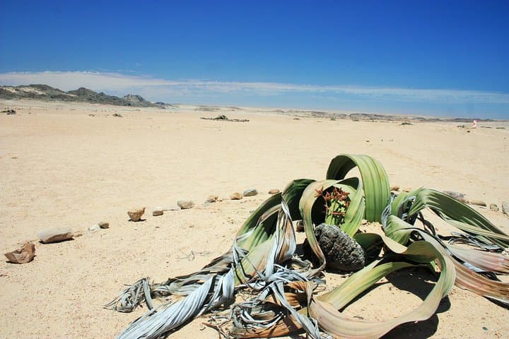 Moon Landscape and Ancient Welwitschia Day Tour from Swakopmund photo 6