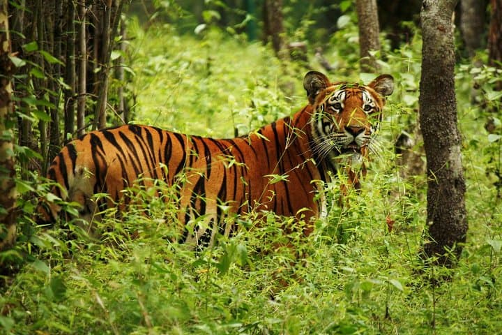 3-Day Chitwan Jungle Safari from Kathmandu — Rhinos, Rivers & Tharu Culture photo 4