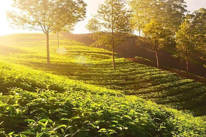 3-Day Ilam Tea Garden Escape: Antu Danda Sunrise & Mai Pokhari from Kathmandu photo 3
