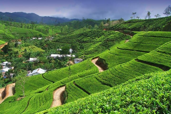 Nuwara Eliya Tea Factory Tour & Ramboda Falls — Ceylon Tea Day Trip photo 1