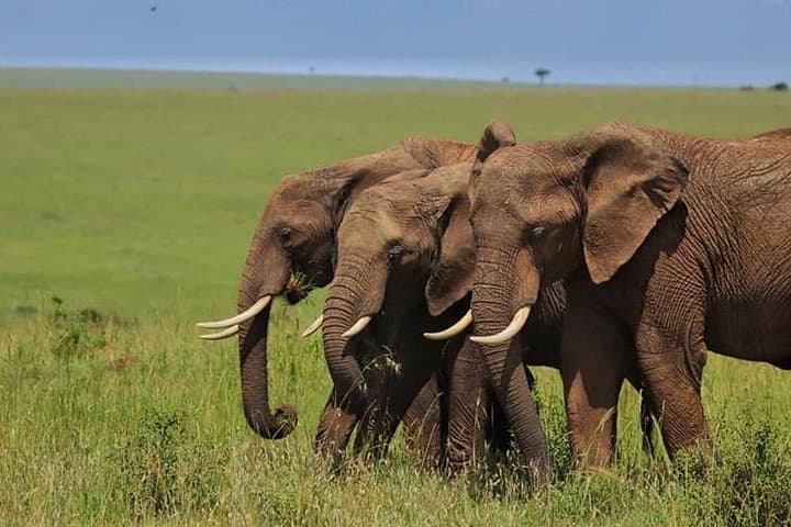 Maasai Mara 3-Day Animal Migration Safari: Wildebeest, Big Five & Mara River photo 4