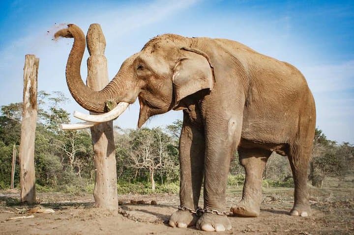 Trisuli Rafting & Chitwan Jungle Safari — 4-Day Kathmandu Adventure photo 2
