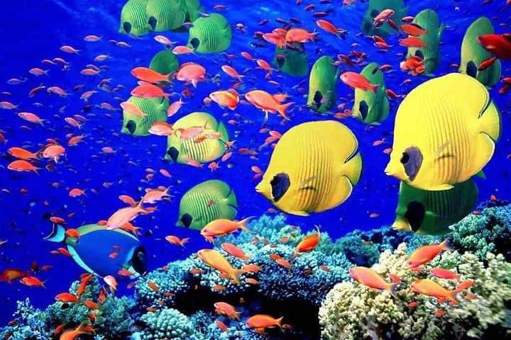Full-Day Red Sea Snorkeling from Hurghada: Coral Reefs, Turtles & Dolphins photo 4