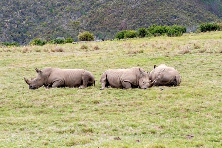 3-Day Garden Route Highlights and Safari from Cape Town photo 5