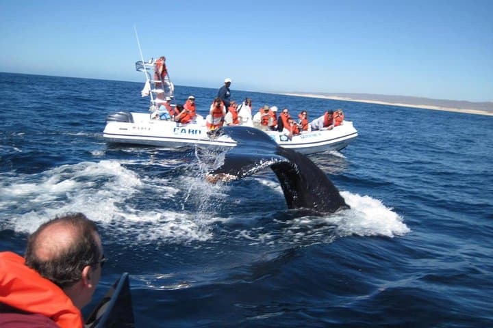 Zodiac Whale-Watching Adventure in Los Cabos: Up-Close Tours from Cabo San Lucas photo 4
