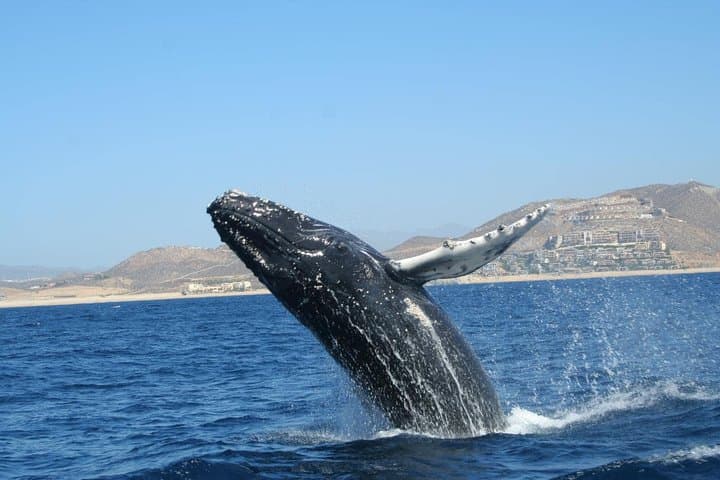 Zodiac Whale-Watching Adventure in Los Cabos: Up-Close Tours from Cabo San Lucas photo 5