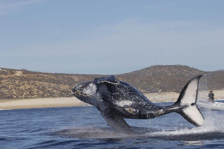 Zodiac Whale-Watching Adventure in Los Cabos: Up-Close Tours from Cabo San Lucas photo 6