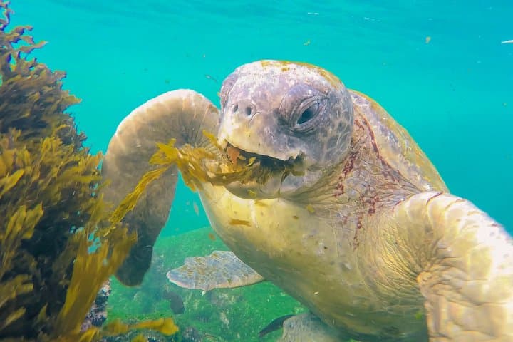 7-Day Galapagos Essentials: Wildlife, Snorkeling & Highlands photo 5