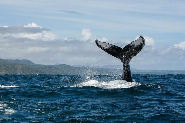 Samana Whale Watching & Cayo Levantado Catamaran Day Trip photo 2