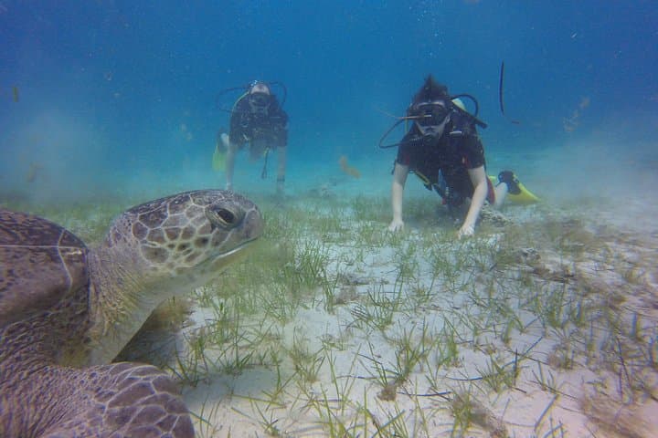 Discover Scuba Diving in Ayia Napa: Beginner Dives, Turtle Sightings & Statue Garden photo 3
