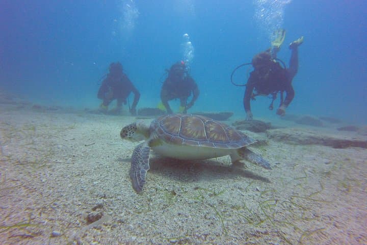 Discover Scuba Diving in Ayia Napa: Beginner Dives, Turtle Sightings & Statue Garden photo 4